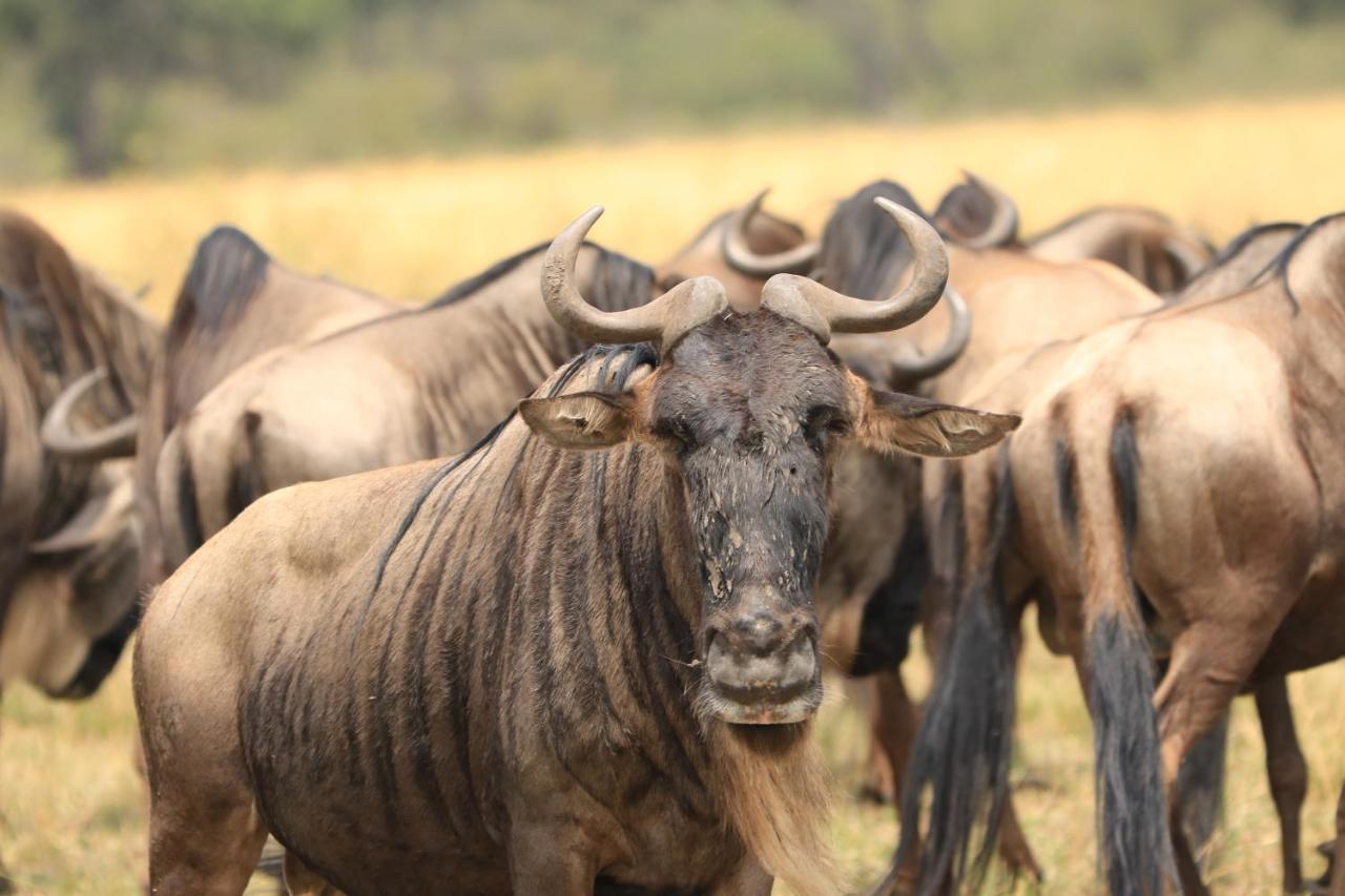 White House Of Tanzania Pansiyon Arusha Dış mekan fotoğraf